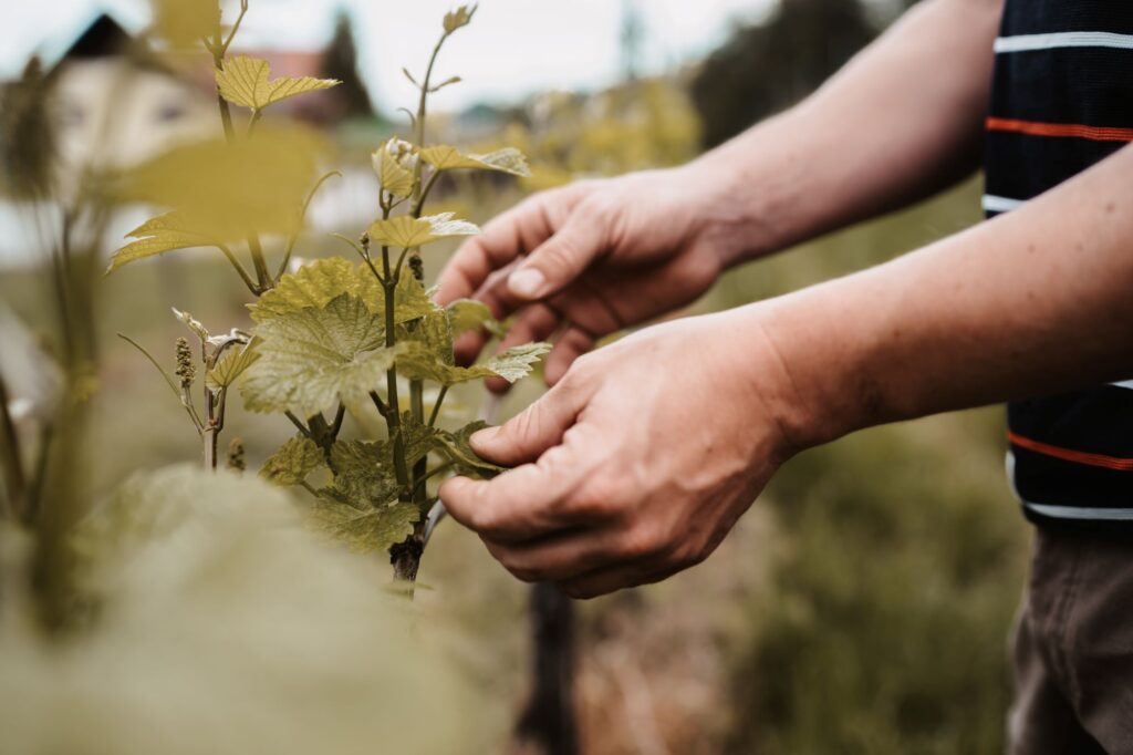 Handarbeit im Weingarten